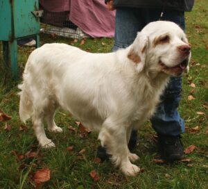 The Clumber Spaniel