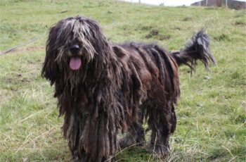 Bergamasco Sheepdog