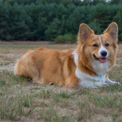 Rescued Corgi Adopts Puppies