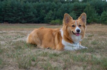 Rescued Corgi Adopts Puppies