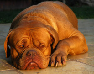 The Dogue de Bordeaux