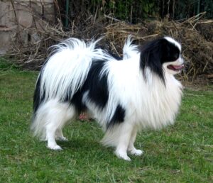 The Japanese Chin