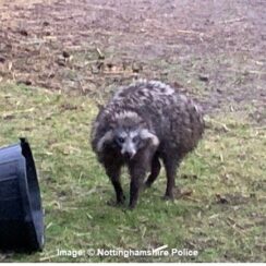 escaped raccoon dogs