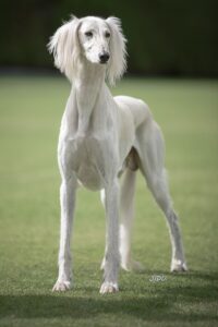 The Saluki dog