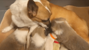 Rescued Corgi Adopts Puppies