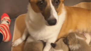 Rescued Corgi Adopts Puppies