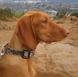 The Hungarian Vizsla dog