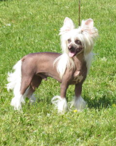 The hairless Chinese Crested Dog