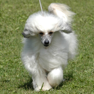 The Chinese Crested Powderpuff