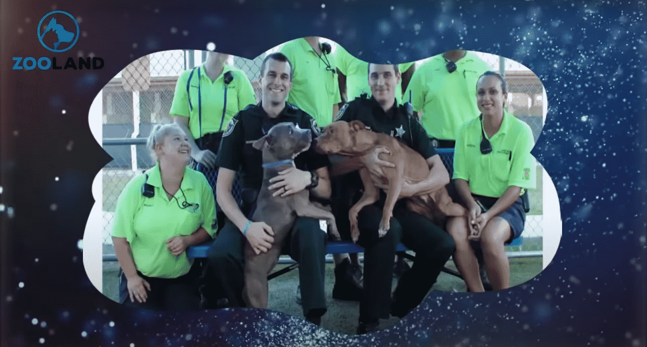 Two Injured Pitbull Dogs with shelter staff