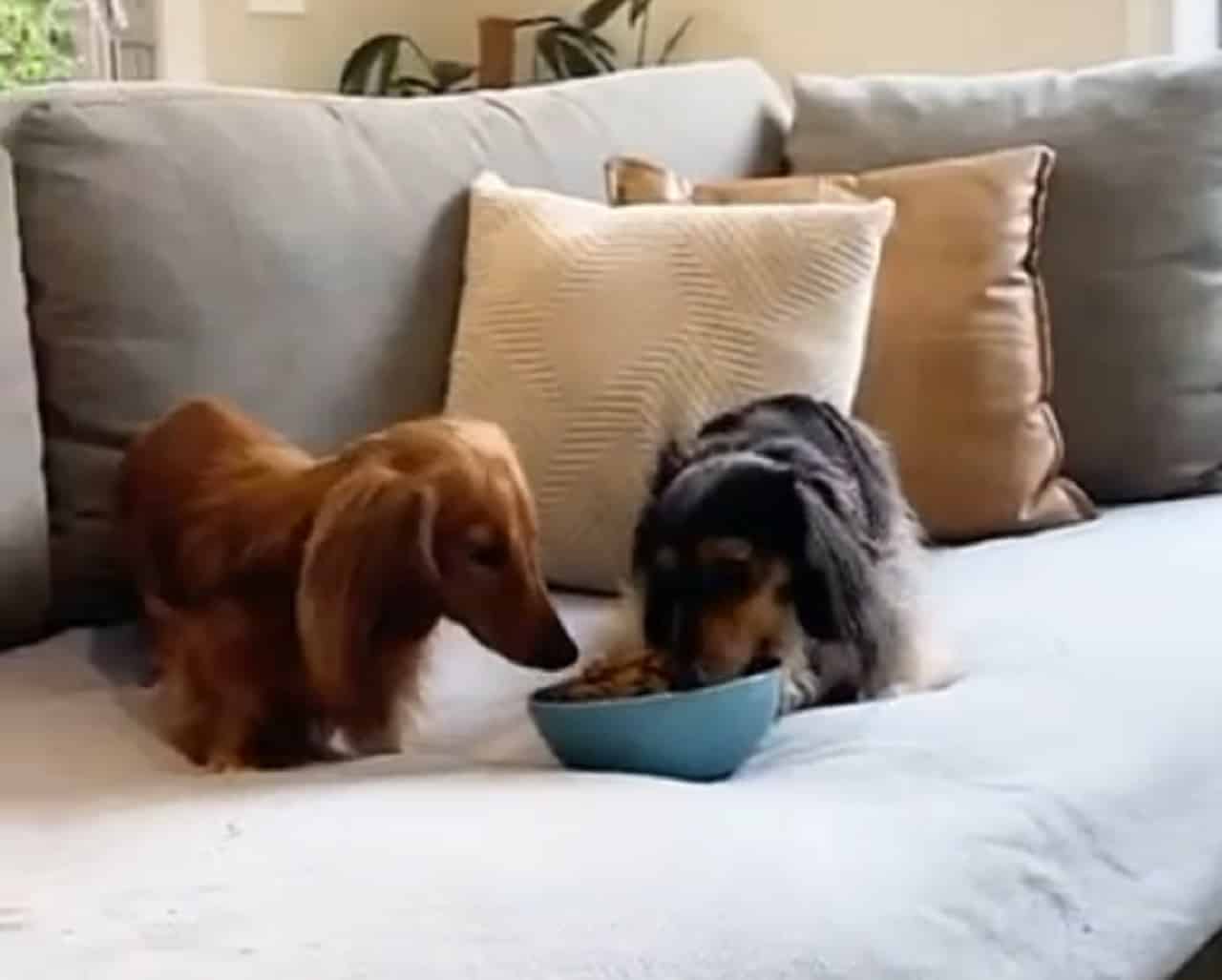 Dogs Watch A Movie