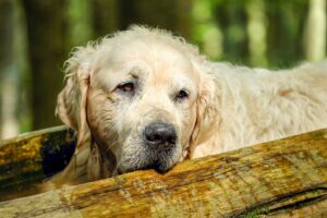 dog saves life of neighbor