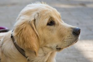 dog saves life of neighbor