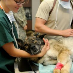 injured stray dog