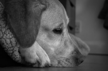 dog sleeps on a warm bed