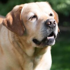 abandoned senior dog