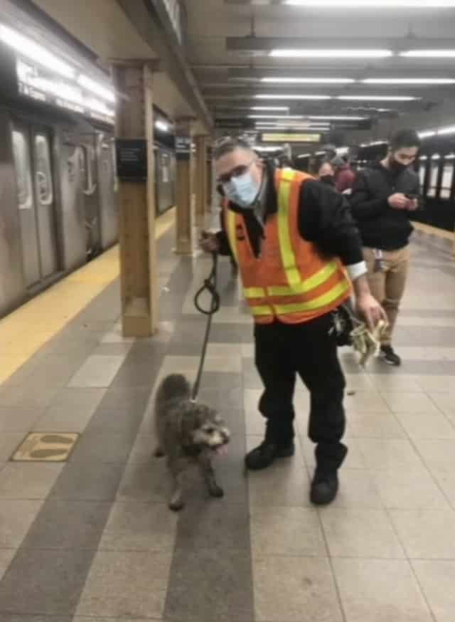 Dog missing in New York City subway