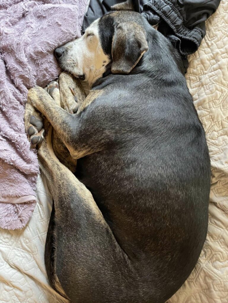 dog sleeps on a warm bed