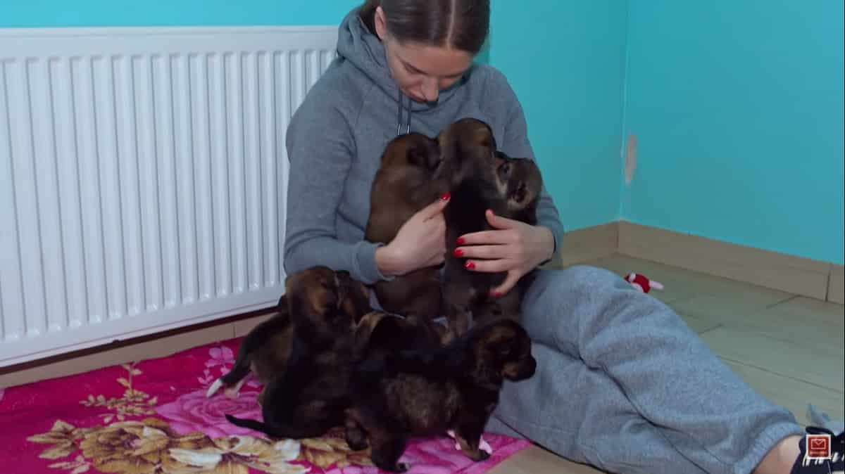 box of puppies