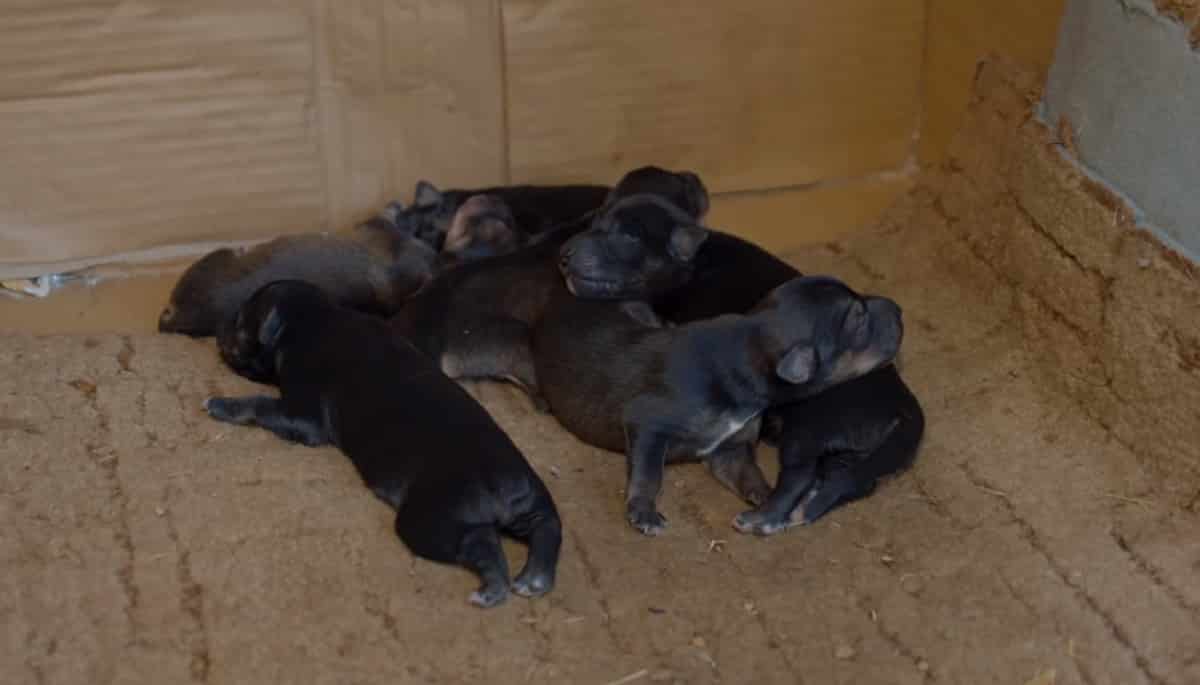 Birth To Puppies Under Car