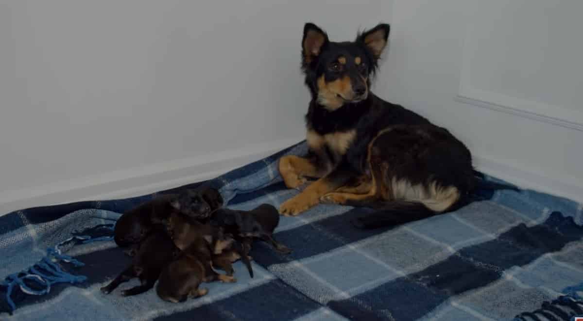 Birth To Puppies Under Car