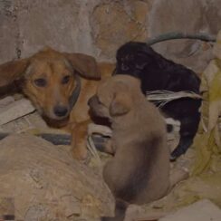 Dog Lived In Terrible Conditions