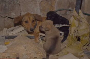 Dog Lived In Terrible Conditions