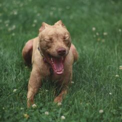 deaf rescue pitbull