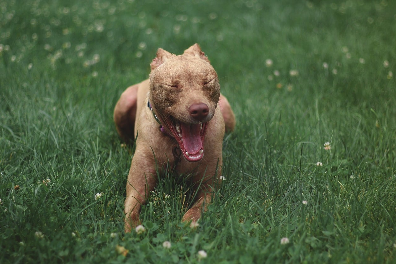 dog, pitbull, animal