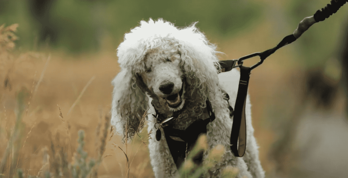 Poodle Lives A Normal Life