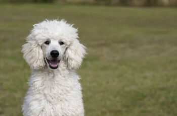 Poodle Lives A Normal Life