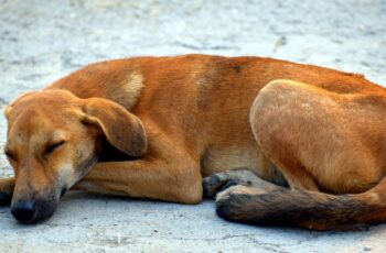 Istanbul Shelters Stray Dogs