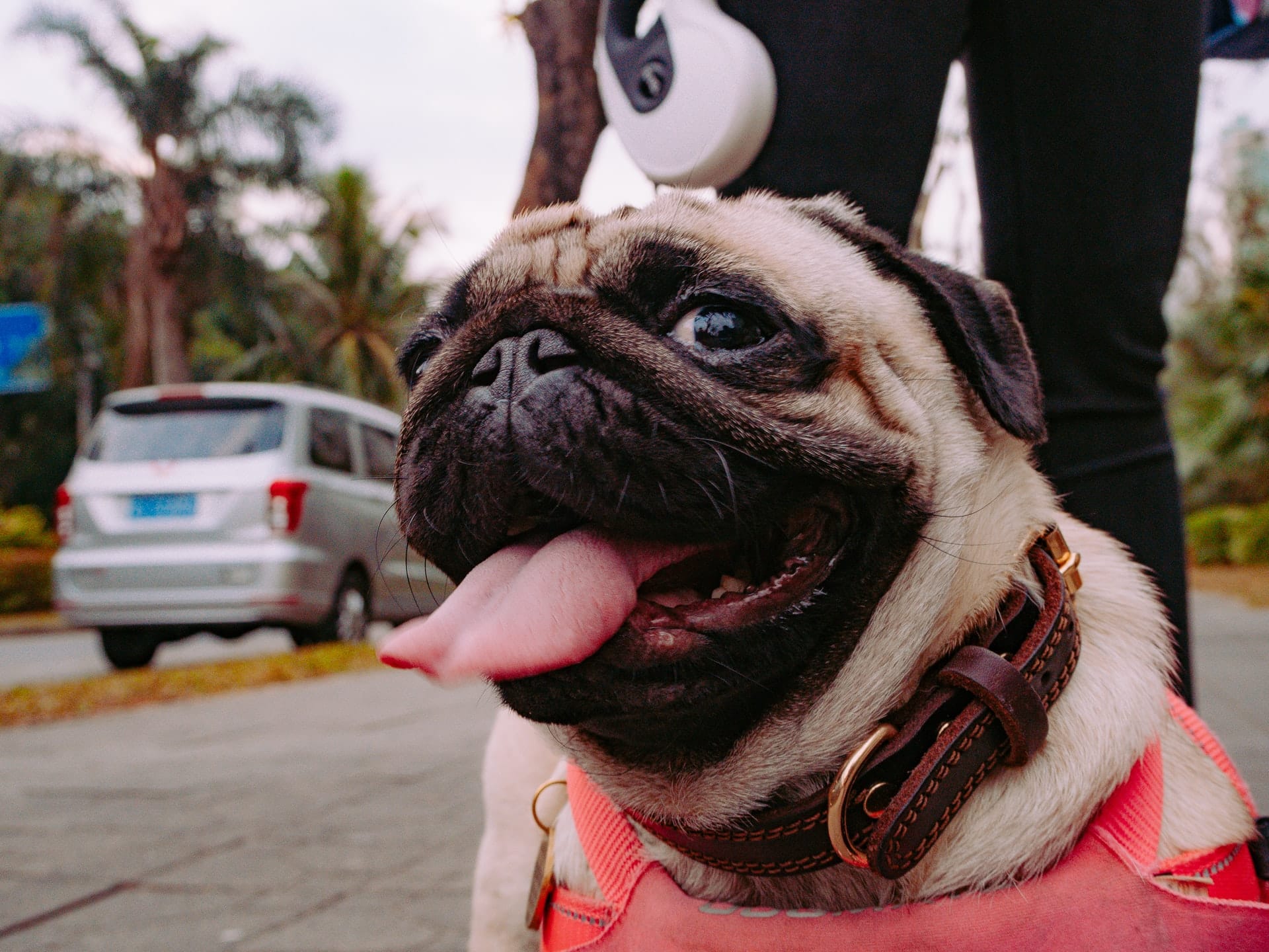 Rescue Pug Becomes Instagram Star