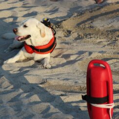 lifeguard dogs