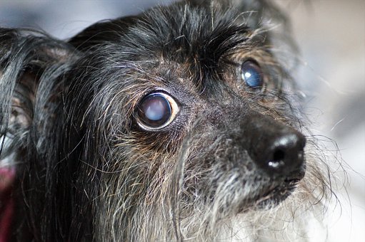 Dog From A Backyard Breeder