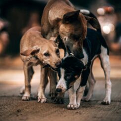 Mexican Army Rescued Stray Dogs