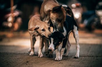 Mexican Army Rescued Stray Dogs