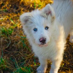 Dog From A Backyard Breeder