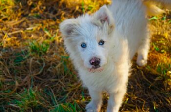 Dog From A Backyard Breeder