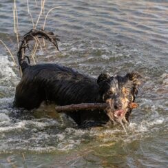 Dog And Horse Playfully Fighting