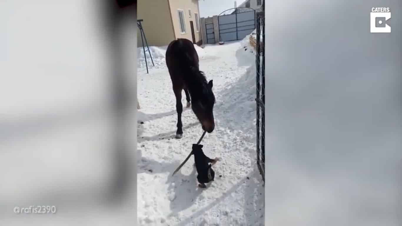 Dog And Horse Playfully Fighting