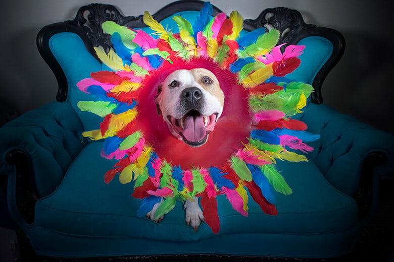 Cone Pups In Shelters