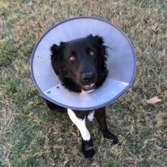 Cone Pups In Shelters