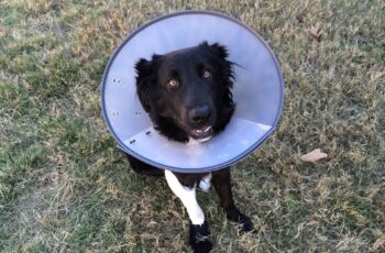 Cone Pups In Shelters