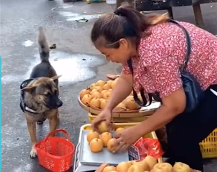 Smart Dog Buys Fruit