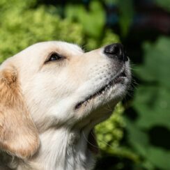 Golden Retriever does the deliveries