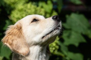 Golden Retriever does the deliveries