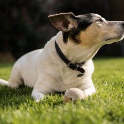 Jack Russell Amazingly Survives Rockfall