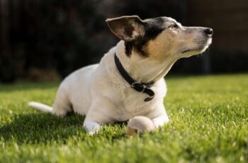 Jack Russell Amazingly Survives Rockfall