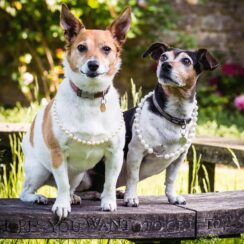 Duchess of Cornwall's dogs